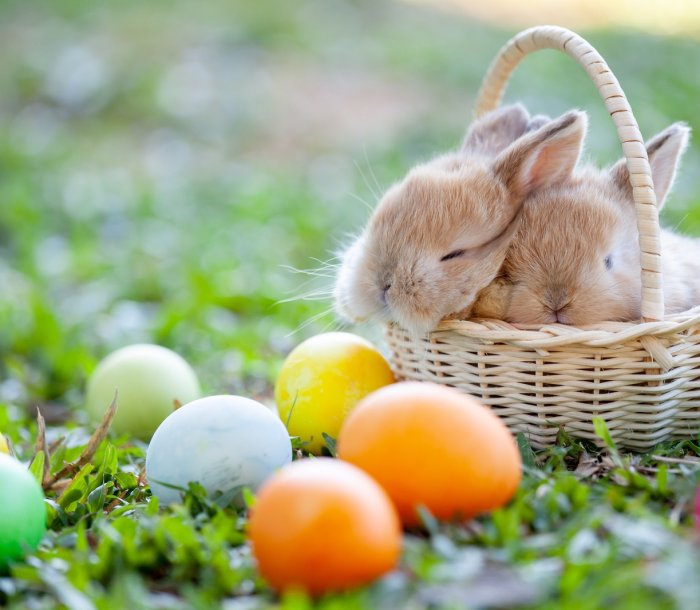 Cute little bunny sleeping in the basket and easter eggs in the meadow